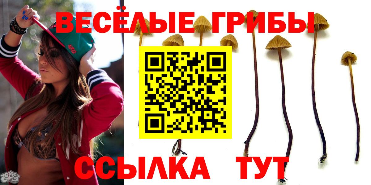 Видное  Псилоцибиновые грибы Psilocybe  Вход с VPN 